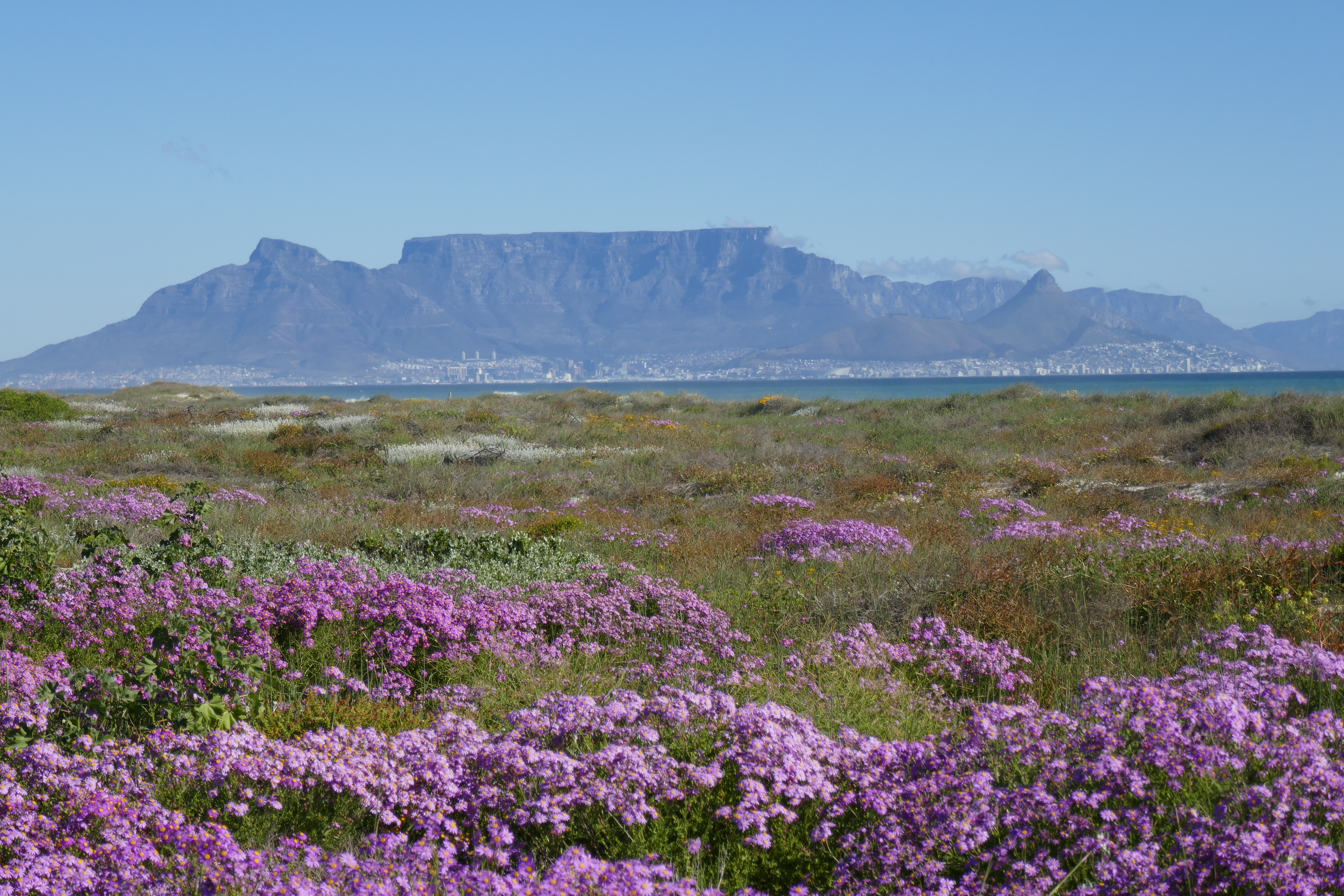 Table Mountain with Flowers